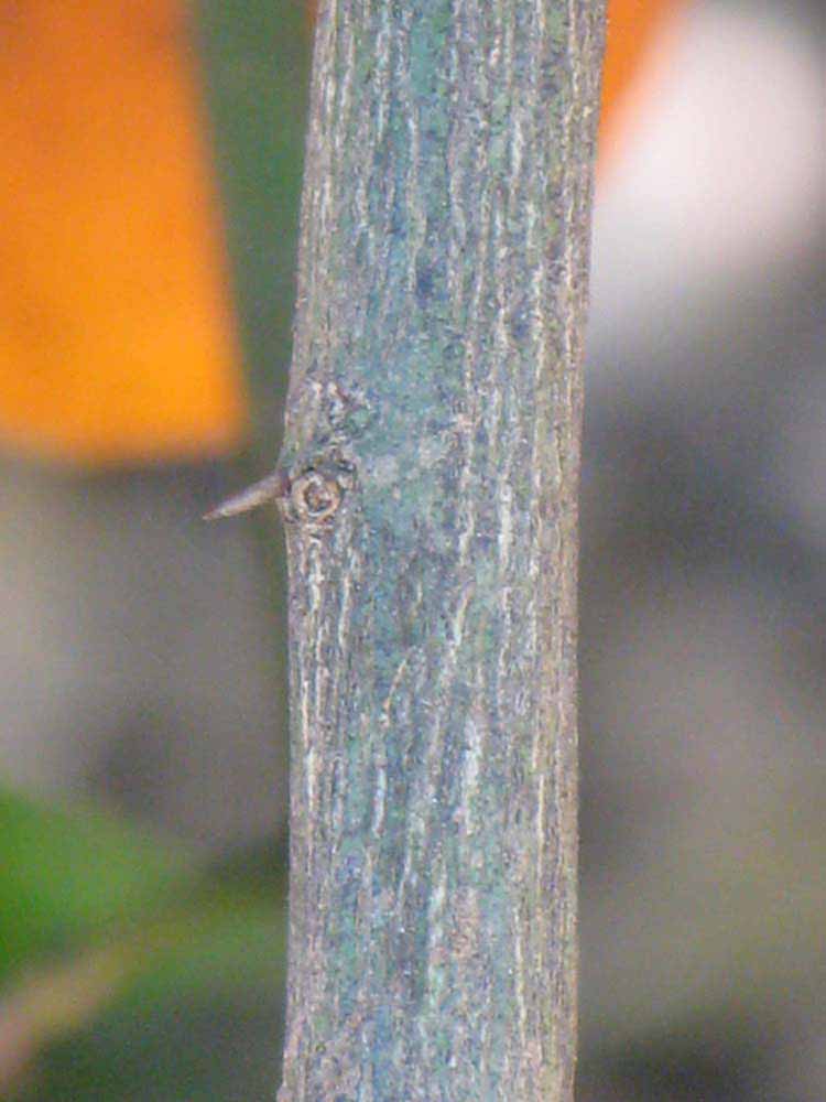              Second - third year twig (Riverside, CA)       